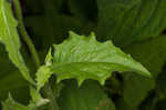 Common nipplewort